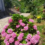 Vanda *