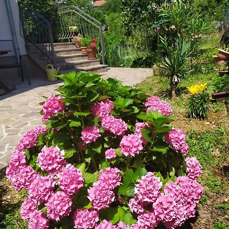 Vanda *