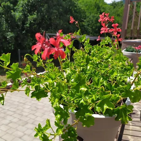 Vanda Матульи