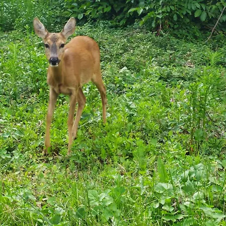 Vanda Апартаменты *